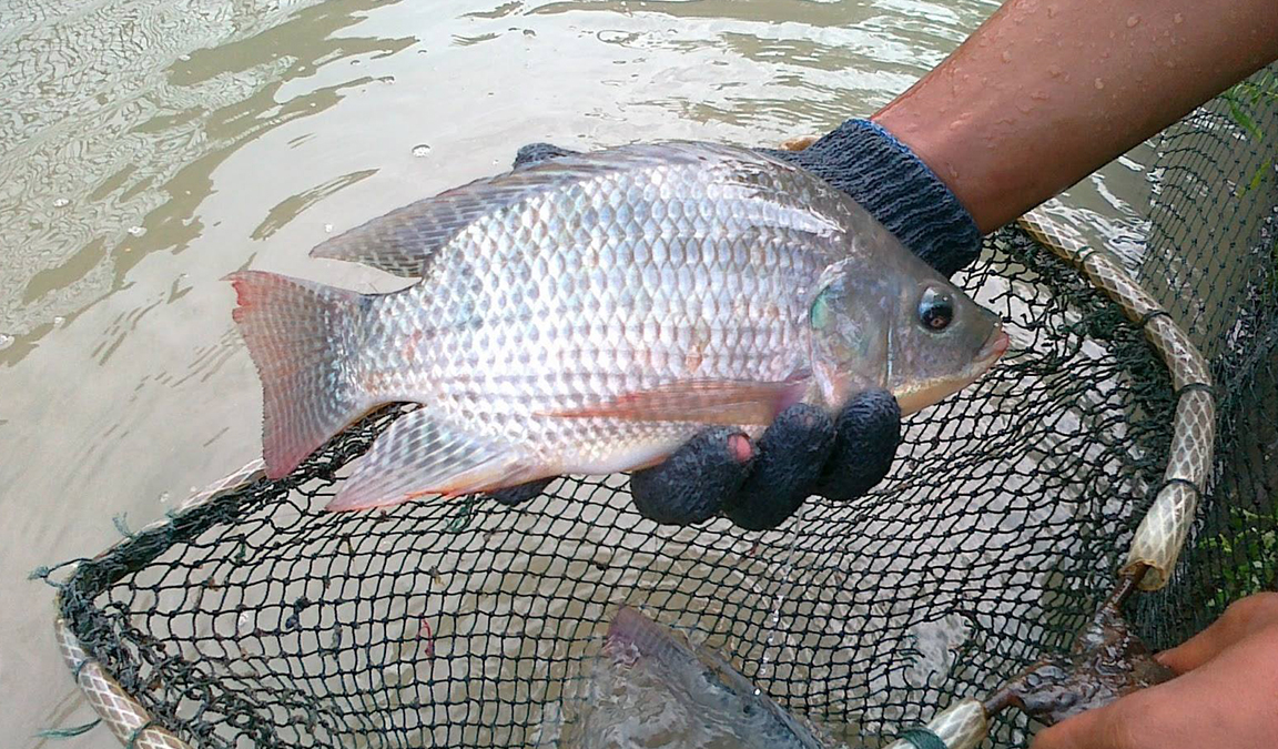 Ikan Nila