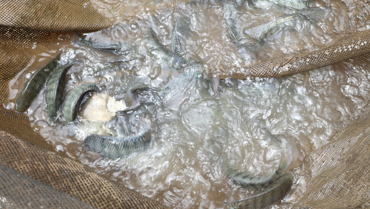 Kampung Nila Desa Kawali Bernilai Fantastis dari Ciamis