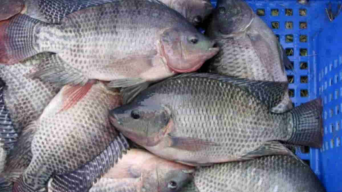 Harga Ikan Nila di Kawali Ciamis Mahal, Pedagang Ungkap Alasannya